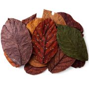 Colombian Avocado leaves 1