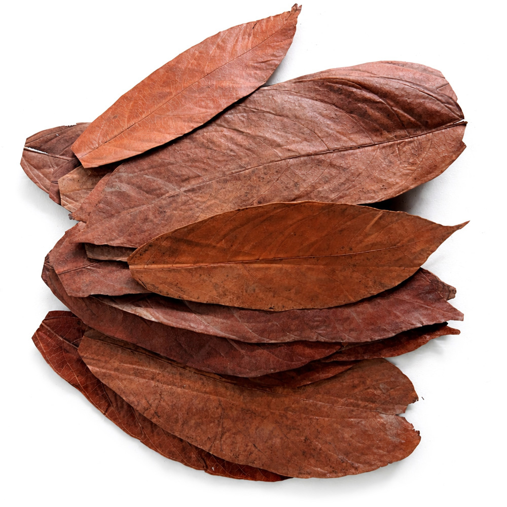 Colombian cacao leaves 1