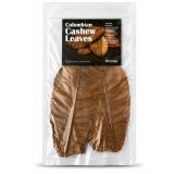 Colombian cashew leaves 3
