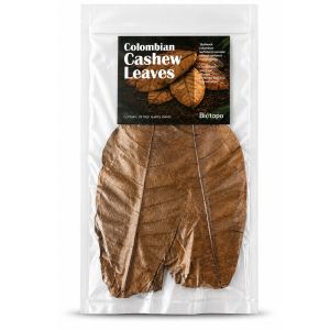 Colombian cashew leaves 3