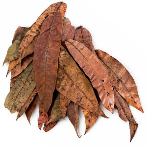 Colombian mango leaves