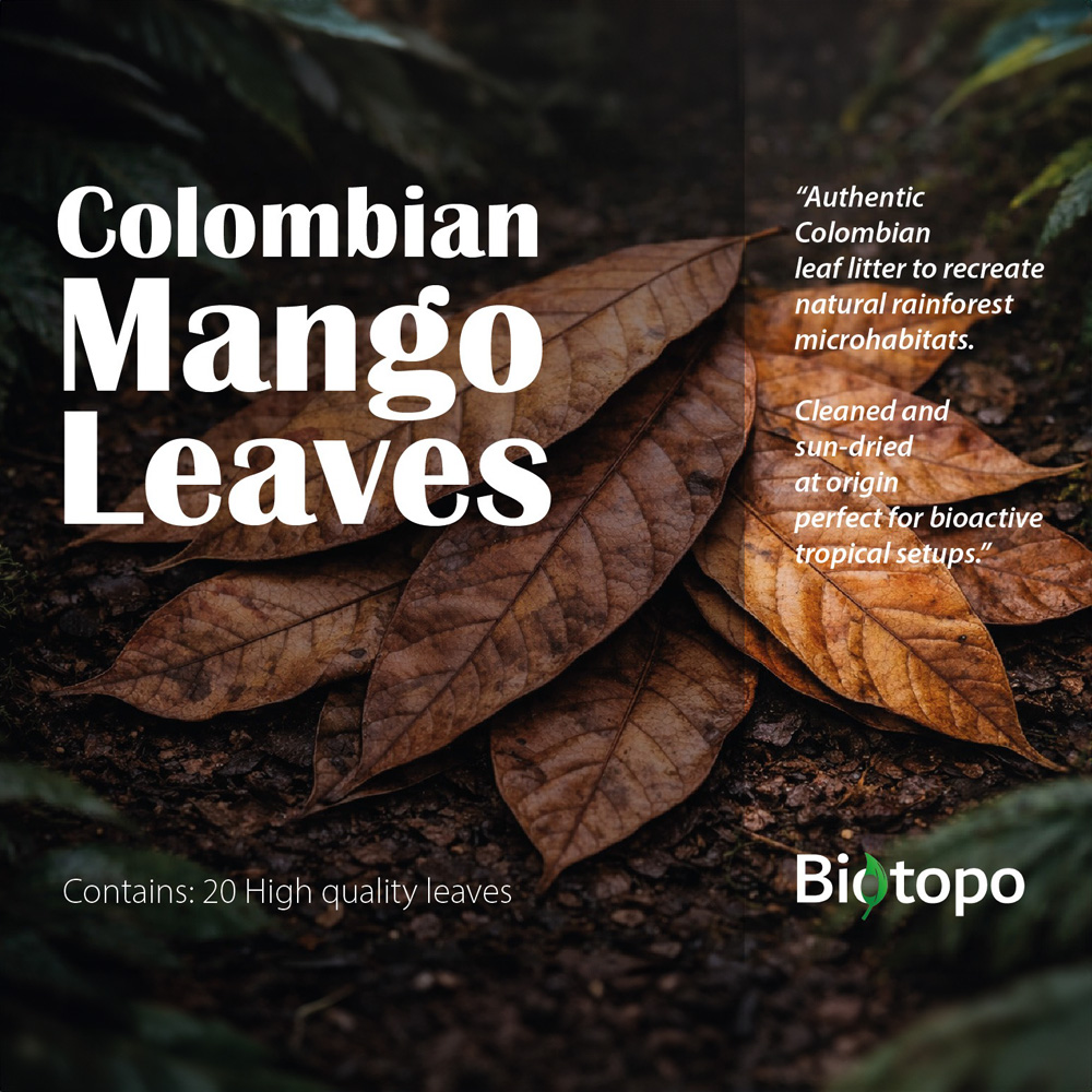 Colombian mango leaves
