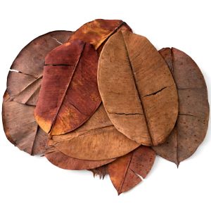 Colombian rubber leaves