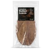 Colombian rubber leaves 3