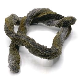 Epi-Web Lianen