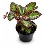 Episcia reptans 1