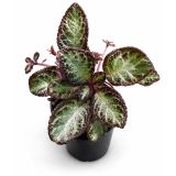 Episcia reptans