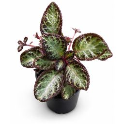 Episcia reptans