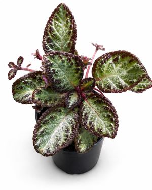 Episcia reptans