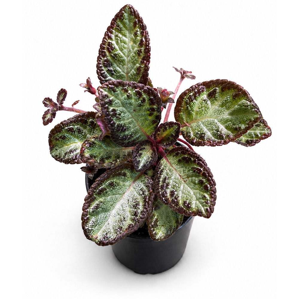 Episcia reptans