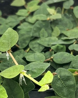 Ficus Pumila Minima Colombia
