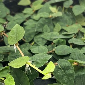 Ficus Pumila Minima Colombia