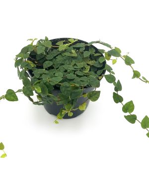 Ficus Pumila Minima Colombia