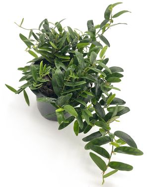 Ficus Punctata