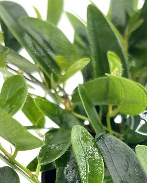 Ficus Punctata