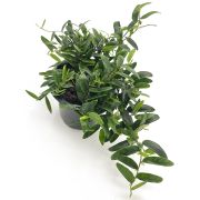 Ficus Punctata