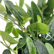 Ficus Punctata