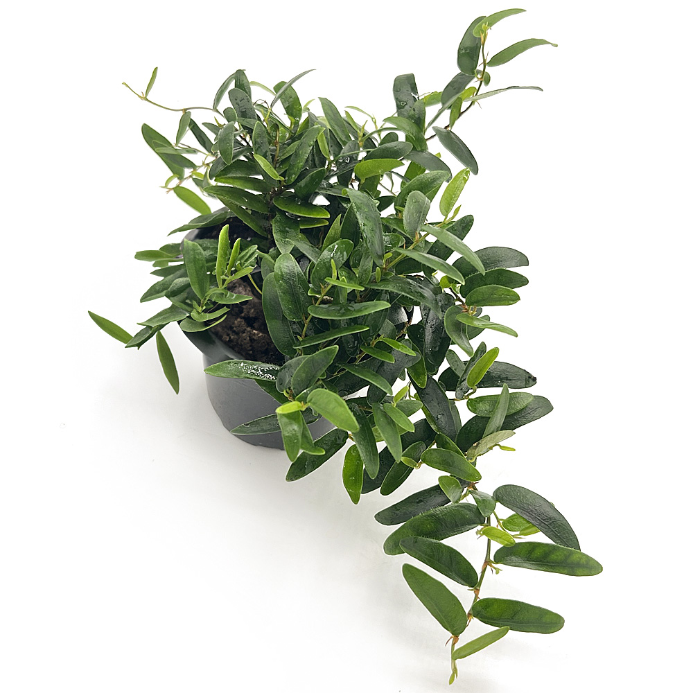 Ficus Punctata