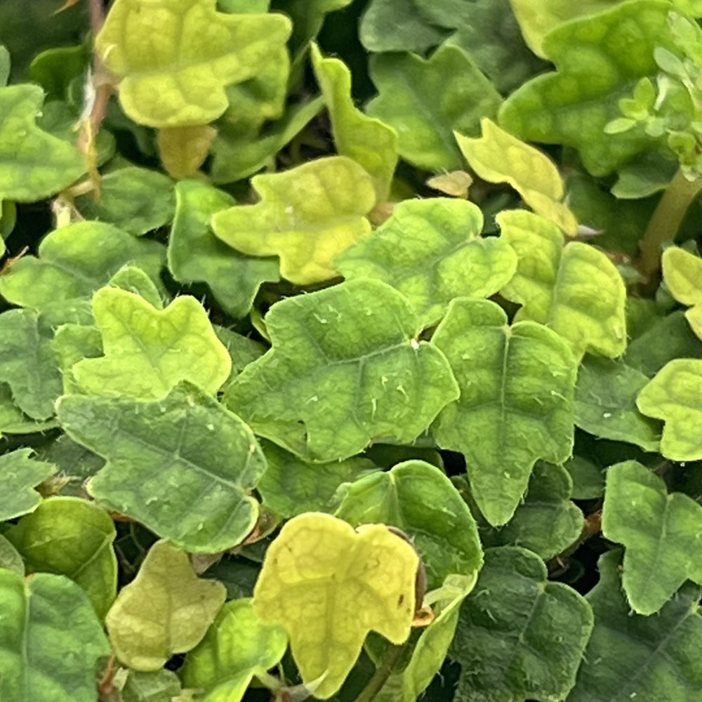 Ficus quercifolia 1