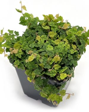 Ficus Quercifolia