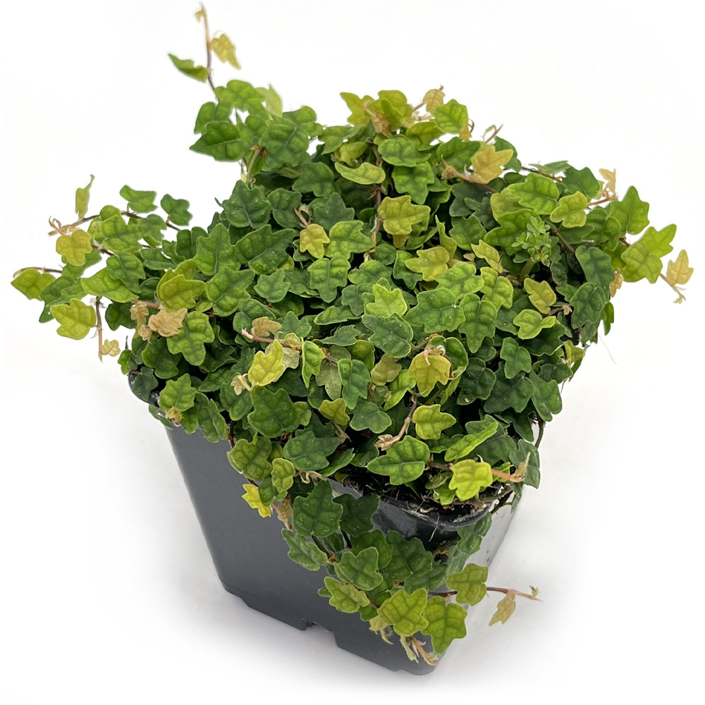 Ficus Quercifolia