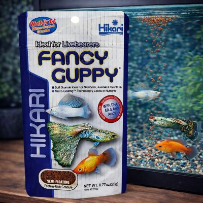 Hikari Fancy Guppy