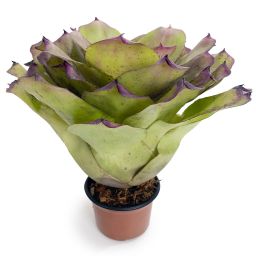 Neoregelia Ninja Hybrid