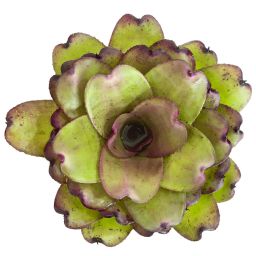 prachtige bromelias
