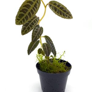 Labisia sp.
