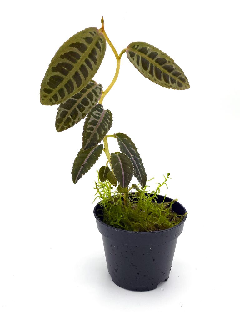 Labisia sp.