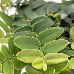 Marcgravia sp 1