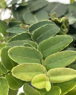 Marcgravia sp