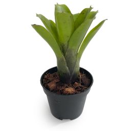 Micro Neoregelia 1