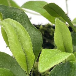 Microgramma Reptans 1
