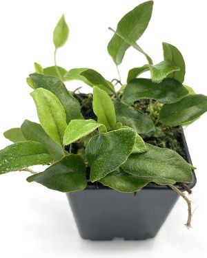 Microgramma Reptans