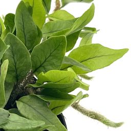 Microgramma vaccinifolia 1