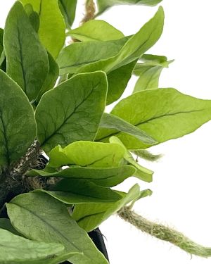 Microgramma vaccinifolia