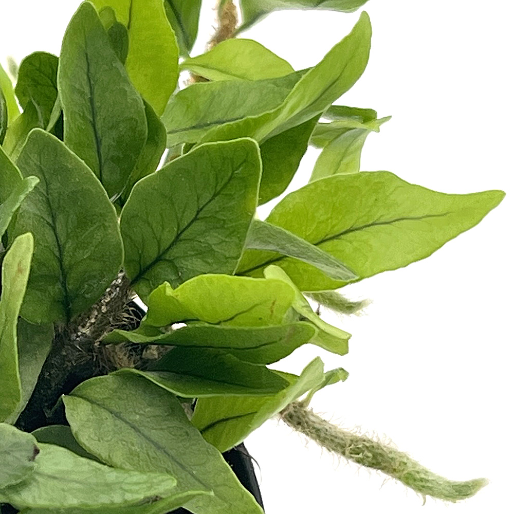 Microgramma vaccinifolia 1