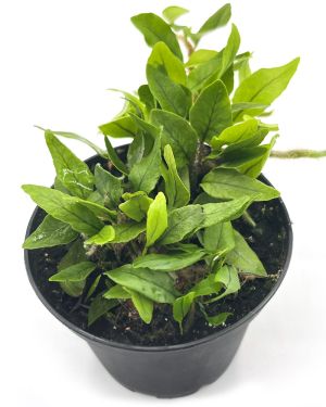 Microgramma vaccinifolia
