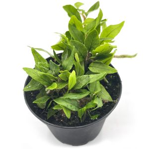Microgramma vaccinifolia