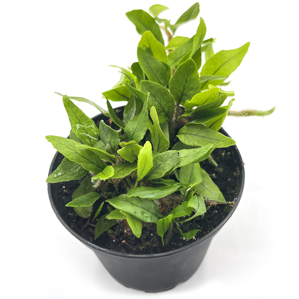 Microgramma vaccinifolia