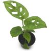 Monstera Adansonii