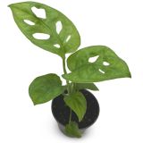 Monstera Adansonii