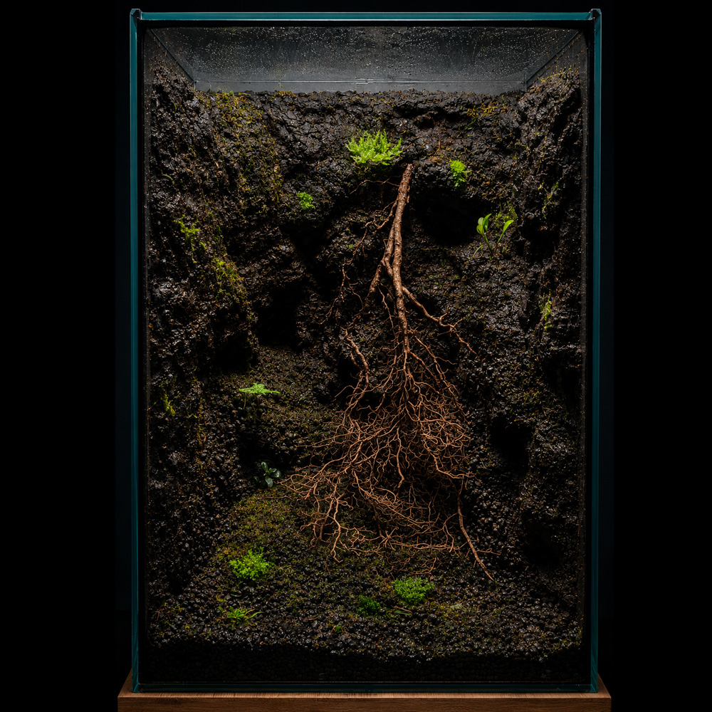 Moss mix 6