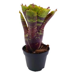 Neoregelia Alley Cat