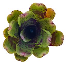 Neoregelia Alley Cat 2