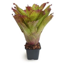 Neoregelia Angel Face 1