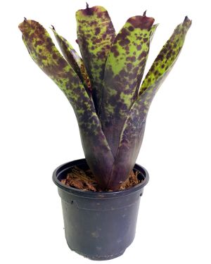 Neoregelia Caviar