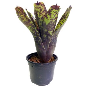 Neoregelia Caviar