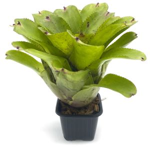 Neoregelia Chubby